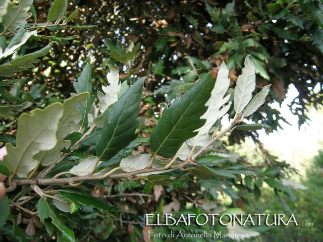 Quercia da identificare (Quercus crenata ?)